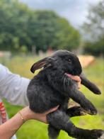 Vlaamse reuzen, Dieren en Toebehoren, Konijnen