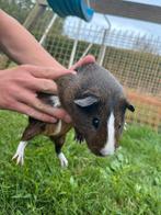 Jonge cavia, Dieren en Toebehoren, Knaagdieren, Cavia