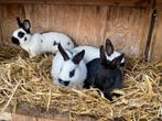 Nest dwergkonijntjes, Dieren en Toebehoren