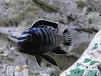 Malawi Mbuna's ; Soort Saulosi, hele mooie zoetwatervis!!!, Dieren en Toebehoren, Vissen | Aquariumvissen, Vis, Zoetwatervis