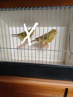 kanaries, Dieren en Toebehoren, Vogels | Kanaries