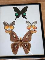 Vlinders, Verzamelen, Ophalen of Verzenden, Zo goed als nieuw