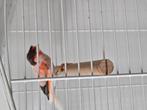 3  kanarie vogels man te koop, Dieren en Toebehoren, Vogels | Overige Vogels
