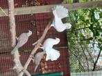 Te koop pauwstaartduif wit, Animaux & Accessoires, Oiseaux | Pigeons, Plusieurs animaux, Autres espèces
