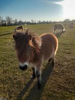 Shetlander, Dieren en Toebehoren