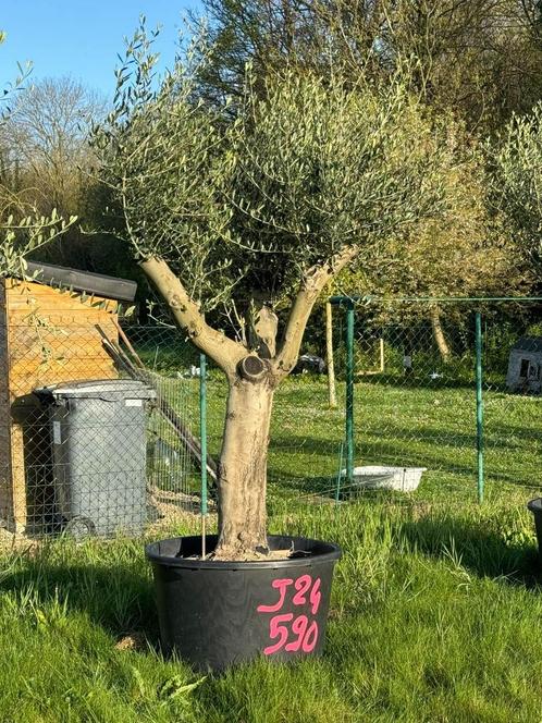 Ce Magnifique Olivier J24  PRIX CHOC de 590€, Tuin en Terras, Planten | Bomen, Olijfboom, Ophalen of Verzenden