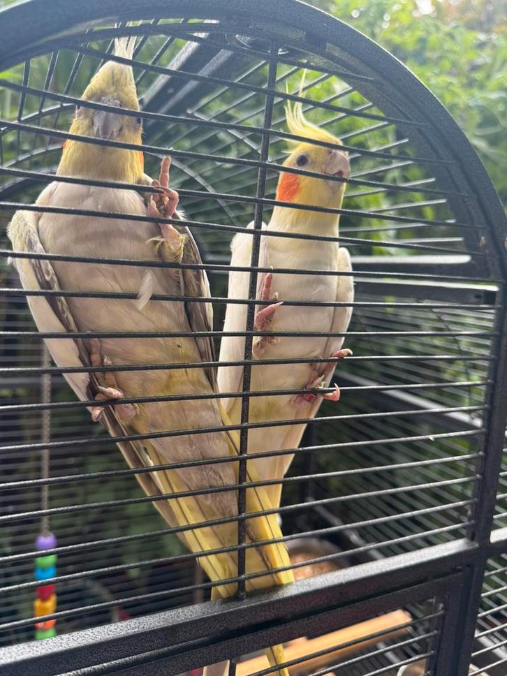 Kooi met Vogels, Dieren en Toebehoren, Vogels | Parkieten en Papegaaien, Parkiet, Mannelijk, Geringd