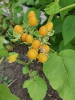 10 zaden dwerg-boomtomaat - Cyphomandra Solanum Abutiloides, Verzenden, Voorjaar, Volle zon, Zaad