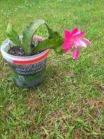 Vetplant veelbloeier Disocactus phyllanthoides, Huis en Inrichting, Kamerplanten, Vetplant, Ophalen of Verzenden, Minder dan 100 cm