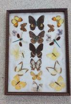 Cadre avec papillons, Collections, Collections Animaux, Enlèvement ou Envoi