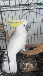 Kaketoe met gele kuif (reus), Dieren en Toebehoren, Mannelijk, Papegaai, Geringd