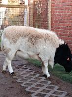 Beau bélier lourd, Animaux & Accessoires, Moutons, Chèvres & Cochons