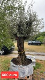 ‼️Mega olijfbomen aan promoprijzen ‼️, Tuin en Terras, Ophalen