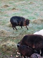 2 volle Quessanten schapen, Dieren en Toebehoren, Schapen, Geiten en Varkens