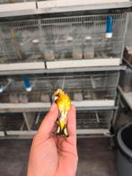 Klassieke gele distelvink met witte nagels, Dieren en Toebehoren, Vogels | Kanaries