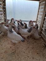 witte kippen leghorn/sussex actie 5+1/10+3 GRATIS, Dieren en Toebehoren, Pluimvee, Vrouwelijk, Kip