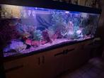 Prachtig aquarium, Dieren en Toebehoren, Vissen | Aquaria en Toebehoren, Ophalen, Gebruikt, Gevuld zoetwateraquarium
