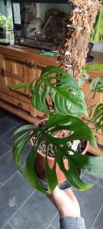 Adansonii Laniata plantes avec feuilles matures, Maison & Meubles, Plantes d'intérieur, Enlèvement
