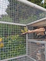Bergparkieten te koop, Dieren en Toebehoren, Vogels | Parkieten en Papegaaien, Meerdere dieren, Parkiet, Geringd