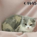 Britse Korthaar (Tortie & Bicolor) kittens te koop, Dieren en Toebehoren, Meerdere dieren, Gechipt, 0 tot 2 jaar