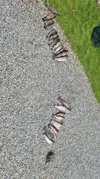 Truites fraiches, Enlèvement, Comme neuf