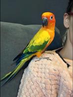 Conure soleil eam, Ophalen