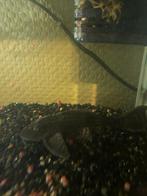 Raamenwasser, Dieren en Toebehoren, Vissen | Aquariumvissen