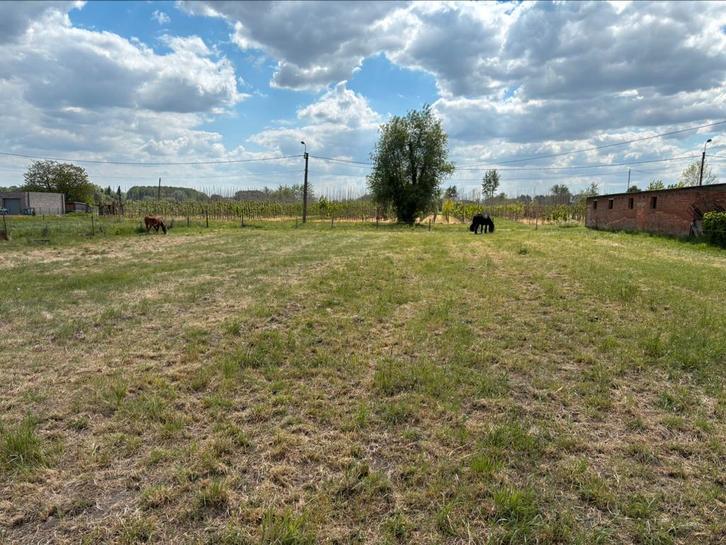 Kinder pony gezocht let op niet om te kopen, Dieren en Toebehoren, Stalling en Weidegang, Weidegang, 1 paard of pony