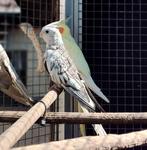 Valkparkiet poppen., Dieren en Toebehoren, Vogels | Parkieten en Papegaaien, Vrouwelijk, Parkiet