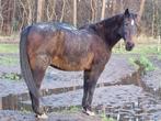 Wandelpaard, Dieren en Toebehoren, Paarden, 170 tot 175 cm, Recreatiepaard, 11 jaar of ouder, Gechipt