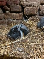 Dwergkonijn, Dieren en Toebehoren, Konijnen, Geslacht onbekend, Dwerg, 0 tot 2 jaar
