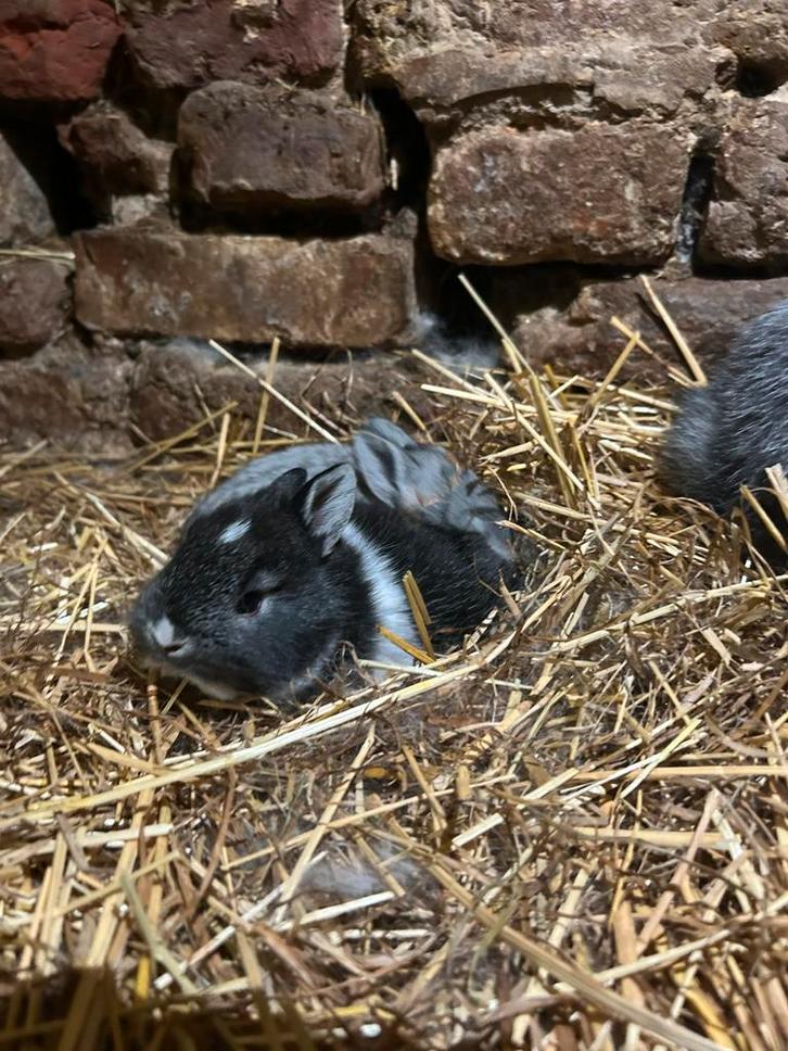 Dwergkonijn, Dieren en Toebehoren, Konijnen, Dwerg, Geslacht onbekend, 0 tot 2 jaar