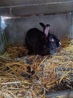 Vlinder konijn vrouwtje, Dieren en Toebehoren