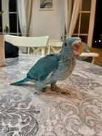 Blauwhalsparkieten, baby van 4 weken oud, Dieren en Toebehoren, Vogels | Parkieten en Papegaaien