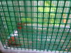 RED-FIRE Ancistrus Longfin DUO=2stuks, Dieren en Toebehoren, Vis, Zoetwatervis