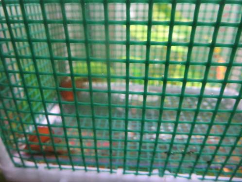 RED-FIRE Ancistrus Longfin DUO=2stuks, Dieren en Toebehoren, Vissen | Aquariumvissen, Zoetwatervis, Vis