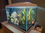 Aquarium met pufferfish kogelvis, Dieren en Toebehoren, Vissen | Aquaria en Toebehoren, Ophalen