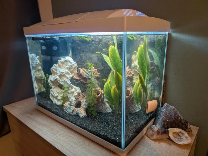 Aquarium met pufferfish kogelvis, Dieren en Toebehoren, Vissen | Aquaria en Toebehoren, Ophalen