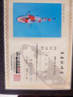 Japanse koi, Dieren en Toebehoren, Vissen | Vijvervissen, Karper of Koi