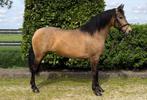 Prachtige valk PRE merrie!!, E pony (1.48m - 1.57m), Merrie, Gechipt, 7 tot 10 jaar