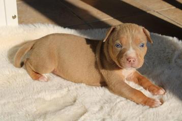 American Bully pups goed opgevoed beschikbaar voor biedingen