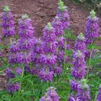 Graines de Monarde citron, Tuin en Terras, Bloembollen en Zaden, Ophalen, Zaad