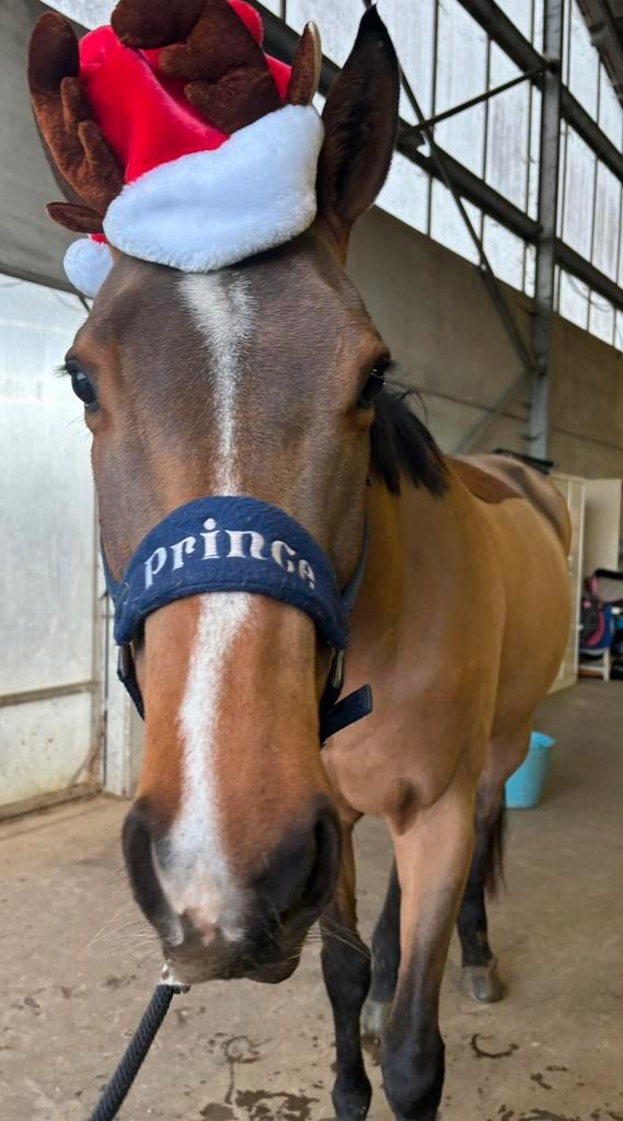 6-jarige ruin te koop, Animaux & Accessoires, Chevaux & Poneys | Produits de soin, Comme neuf, Enlèvement