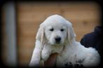 Golden Retriever pups, CDV (hondenziekte), Meerdere, Golden retriever, 8 tot 15 weken