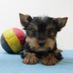 Schattige Yorkshire pups te koop (Belgisch), Yorkshire Terriër, België, Handelaar, CDV (hondenziekte)