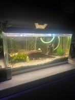 aquarium warm water met filter 60op30 cm, Dieren en Toebehoren, Ophalen of Verzenden