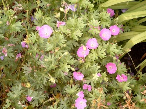 Geranium sanguineum Max Frei, Striatum en andere, Tuin en Terras, Planten | Tuinplanten, Vaste plant, Overige soorten, Volle zon