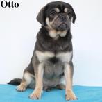 "Otto & Otis" Mops (Blue Tan) reutjes te koop, CDV (hondenziekte), Meerdere, Buitenland, Reu