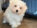 Chiots maltais, éleveur belge, Bichon maltais, Plusieurs, Parvovirose, Belgique