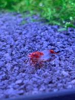 Red Rili Garnalen op Kraanwater, Kreeft, Krab of Garnaal, Zoetwatervis